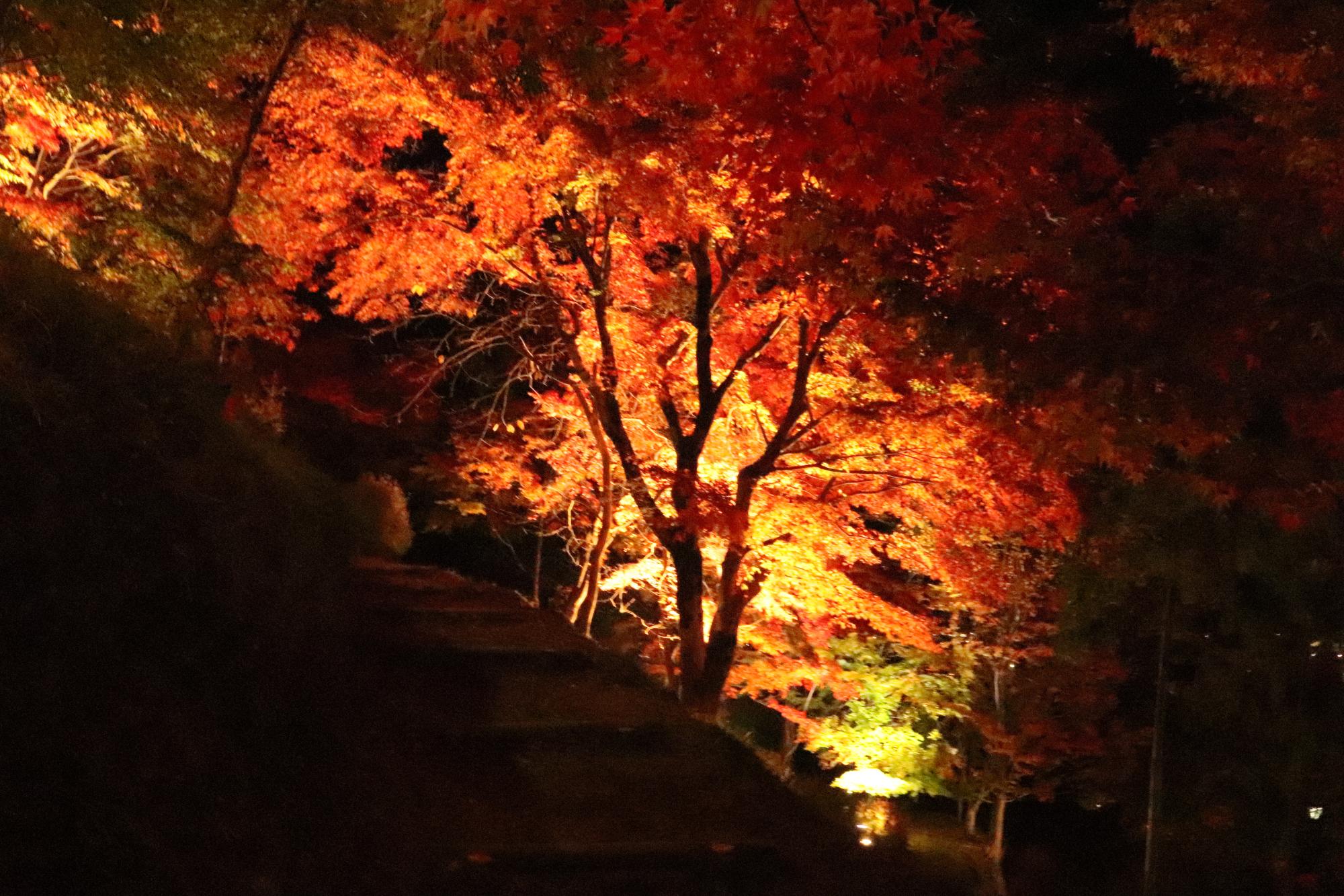 最上山公園もみじ山のライトアップ写真