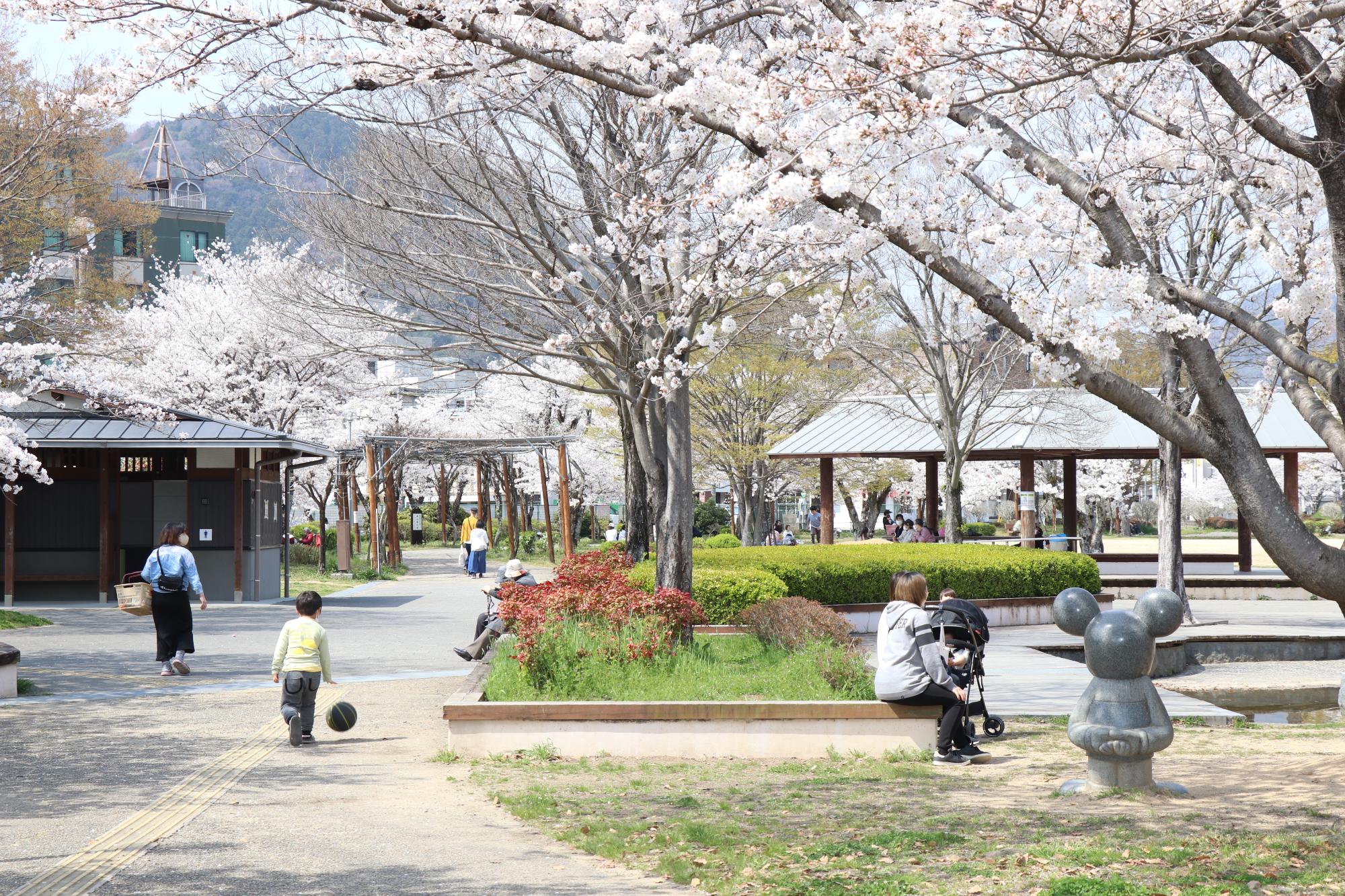 桜が満開になった夢公園で花見を楽しむ家族連れらの写真