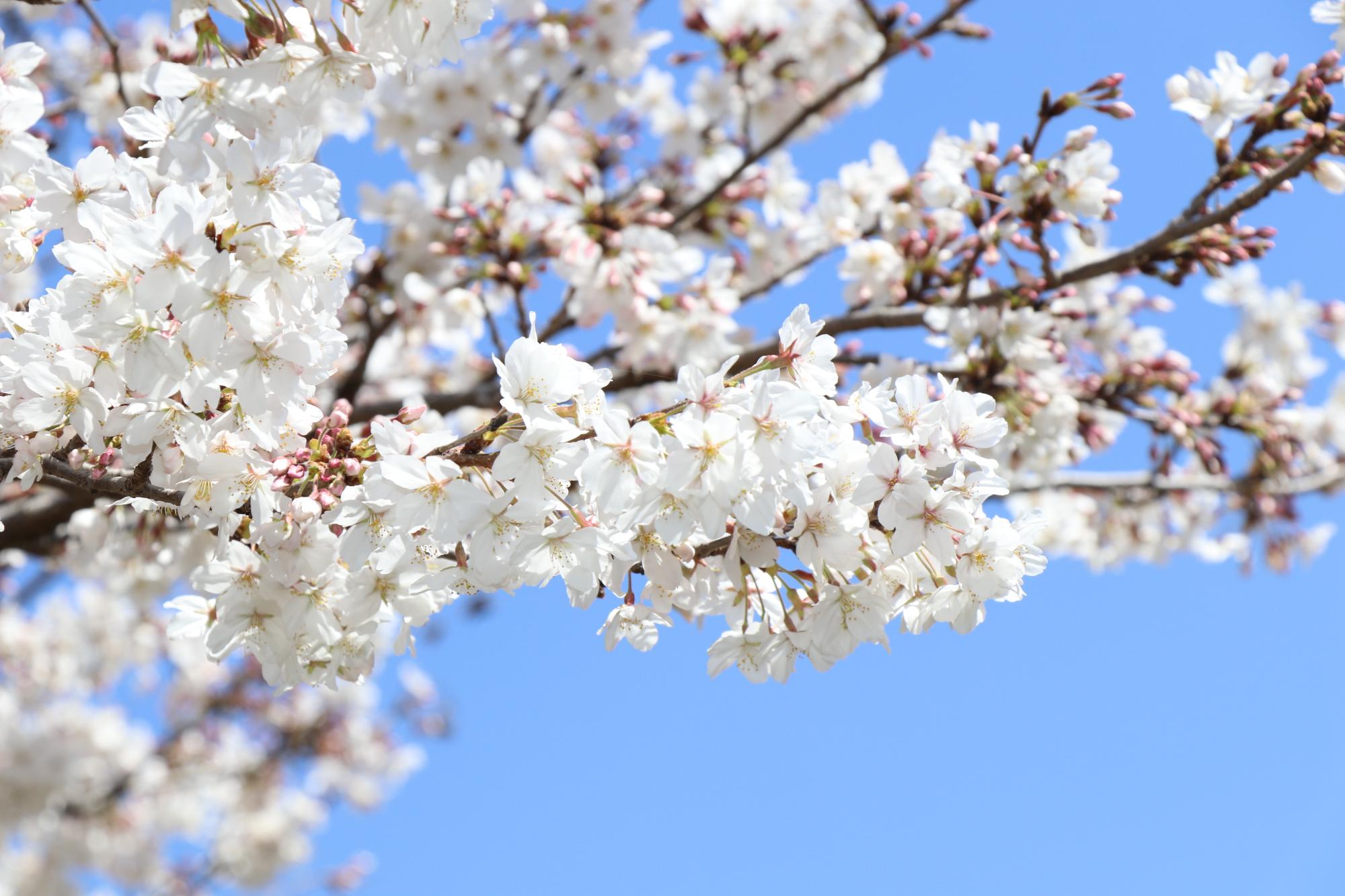 満開になった夢公園の桜の写真