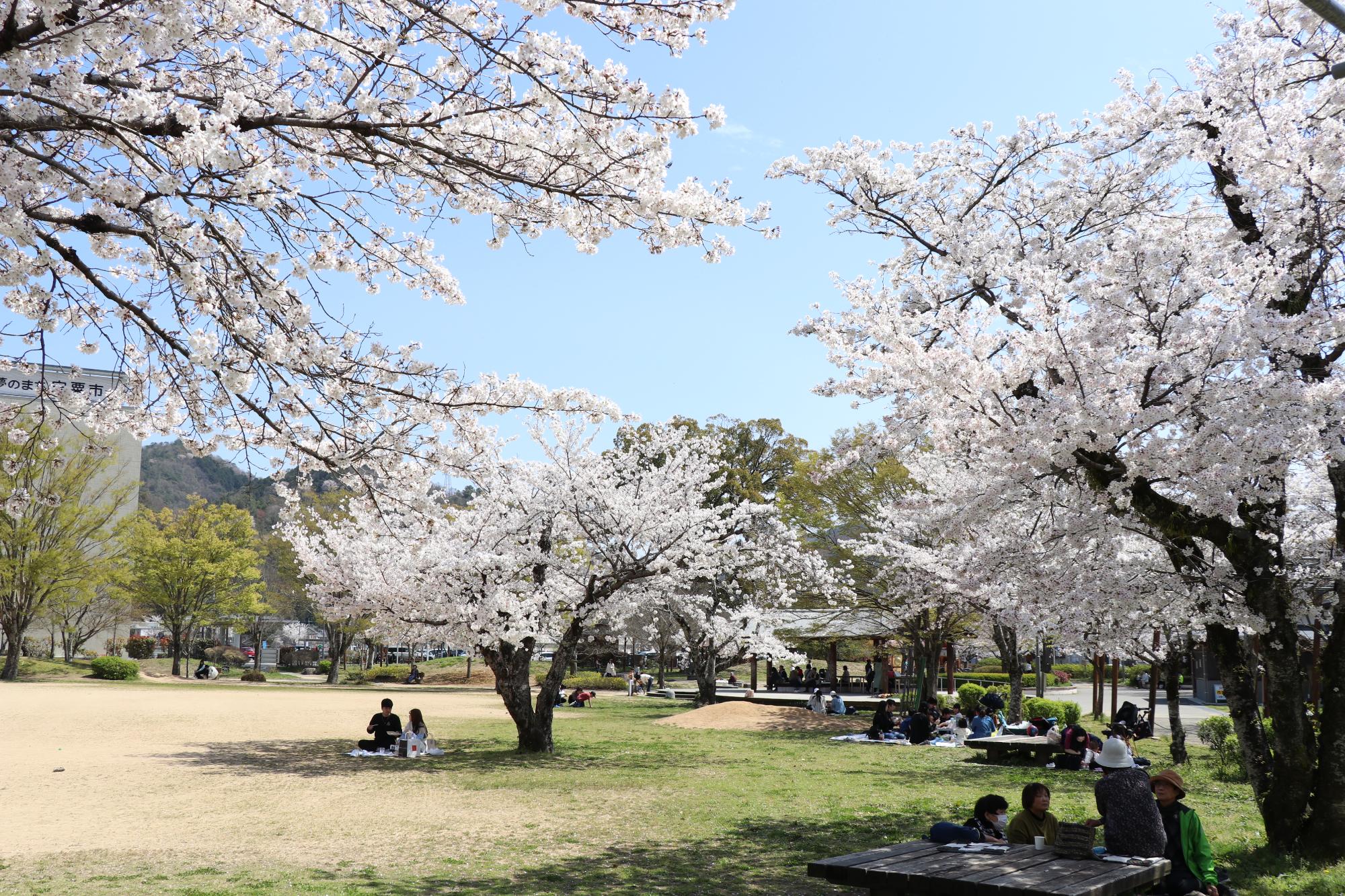 満開になった夢公園の桜の下で家族連れらが花見を楽しんでいる写真