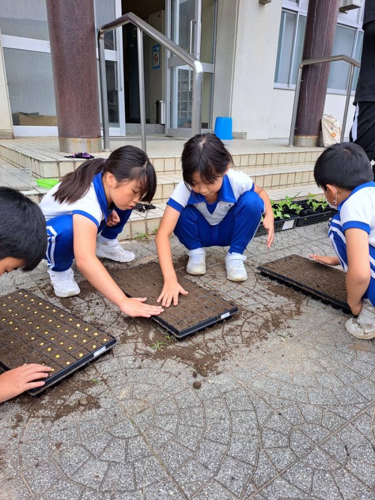 土を入れた苗箱に児童らが大豆の種をまいている写真