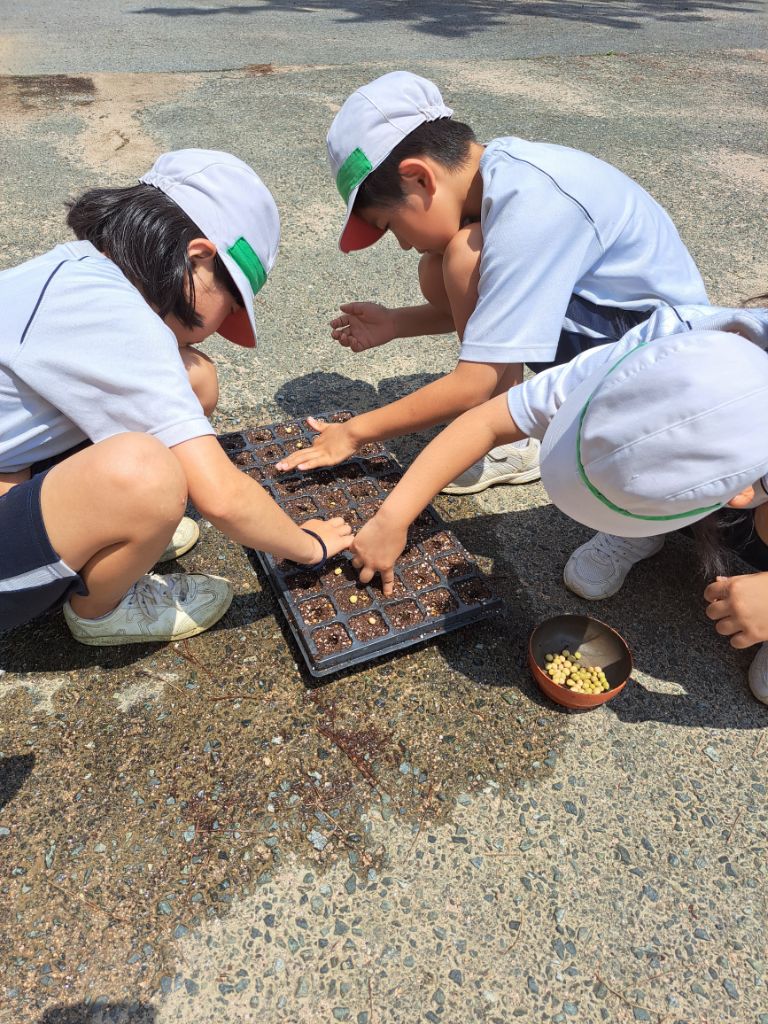 土を入れた苗箱に児童らが一粒ずつ大豆の種をまいている写真