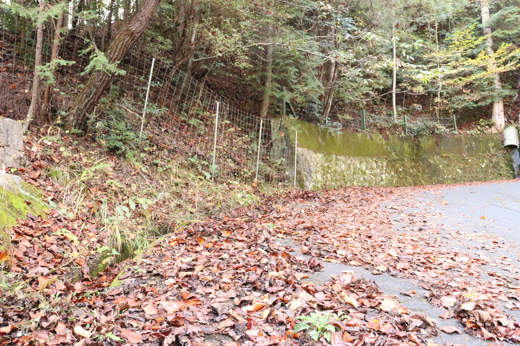 道路上に落ち葉が大量に散らばって、側溝にも溜まっている写真