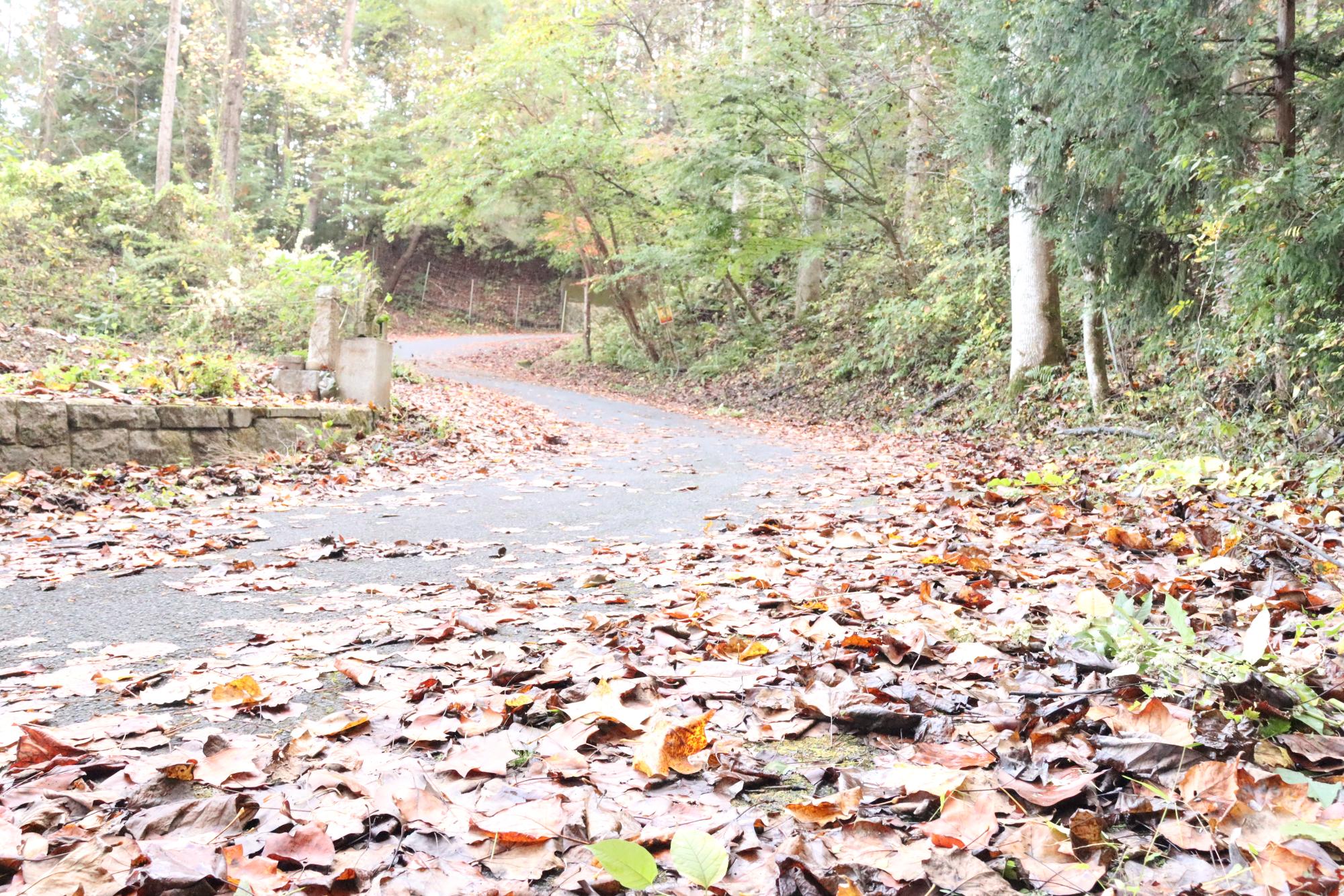 大量の落ち葉が道路の両サイドに散乱している写真