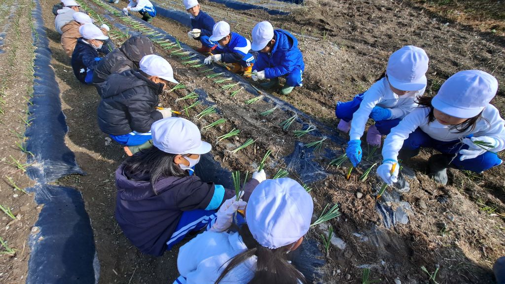 子どもたちが畑のうねを挟んで向かい合って並び、タマネギの苗を植え付けている写真