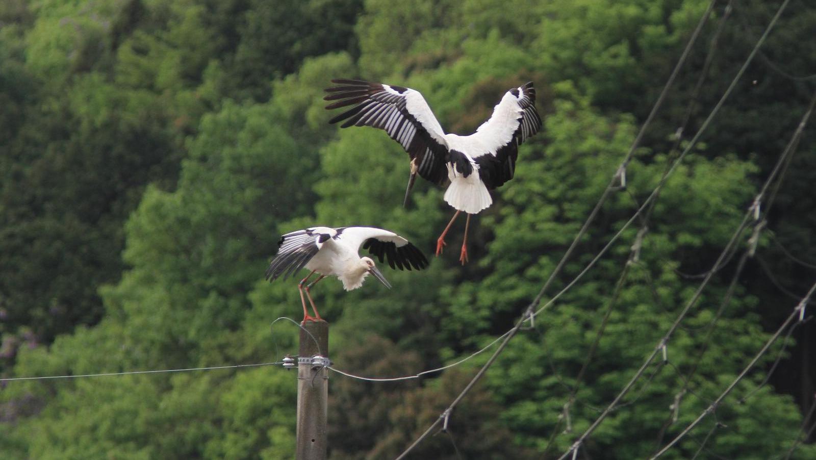 一宮町閏賀の電柱の上で羽根を休めるコウノトリの写真