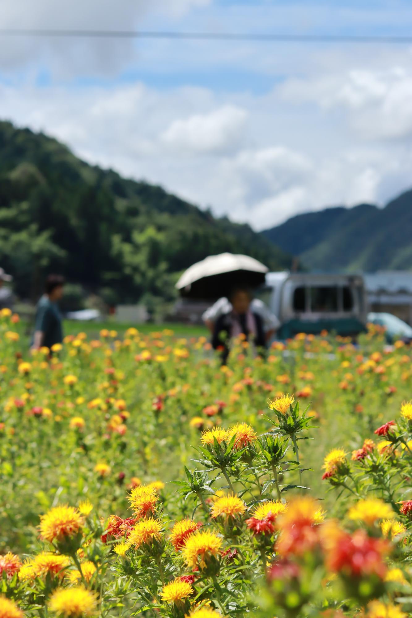 咲きそろっているベニバナの奥で来場者が観覧している写真