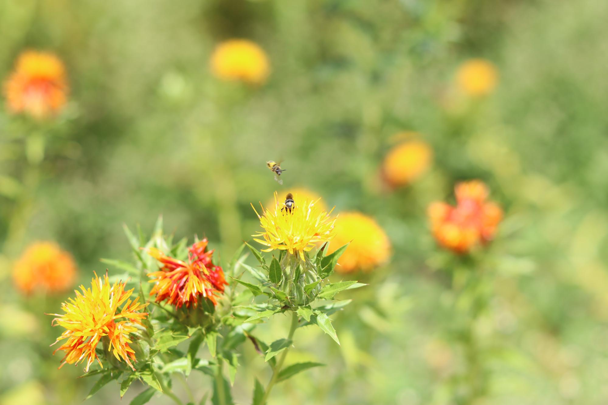 蜜を求めてか、昆虫がベニバナに体を埋めている写真