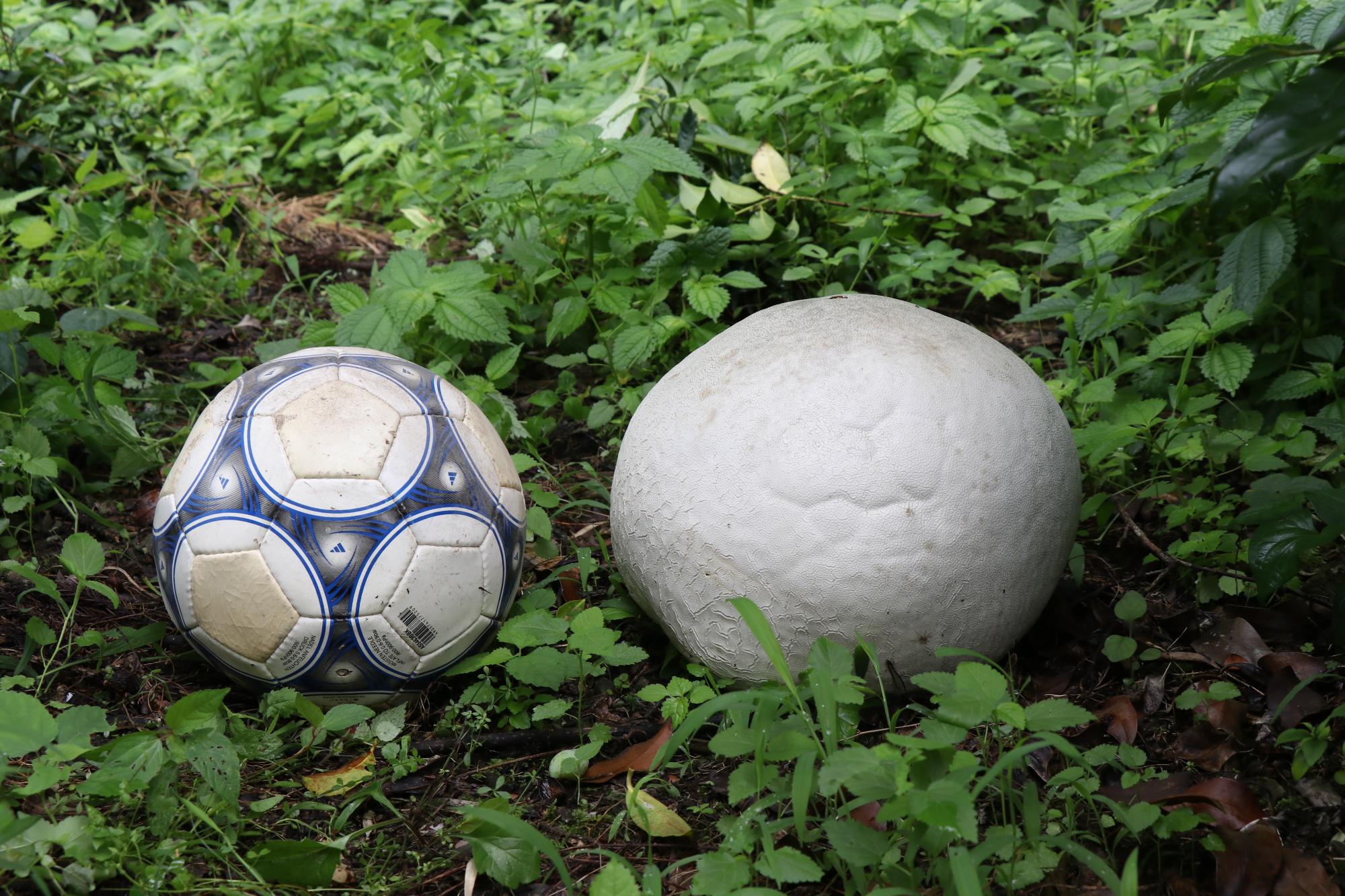 自生しているオニフスベのサイズを比較するためサッカーボールが隣に置いてある写真