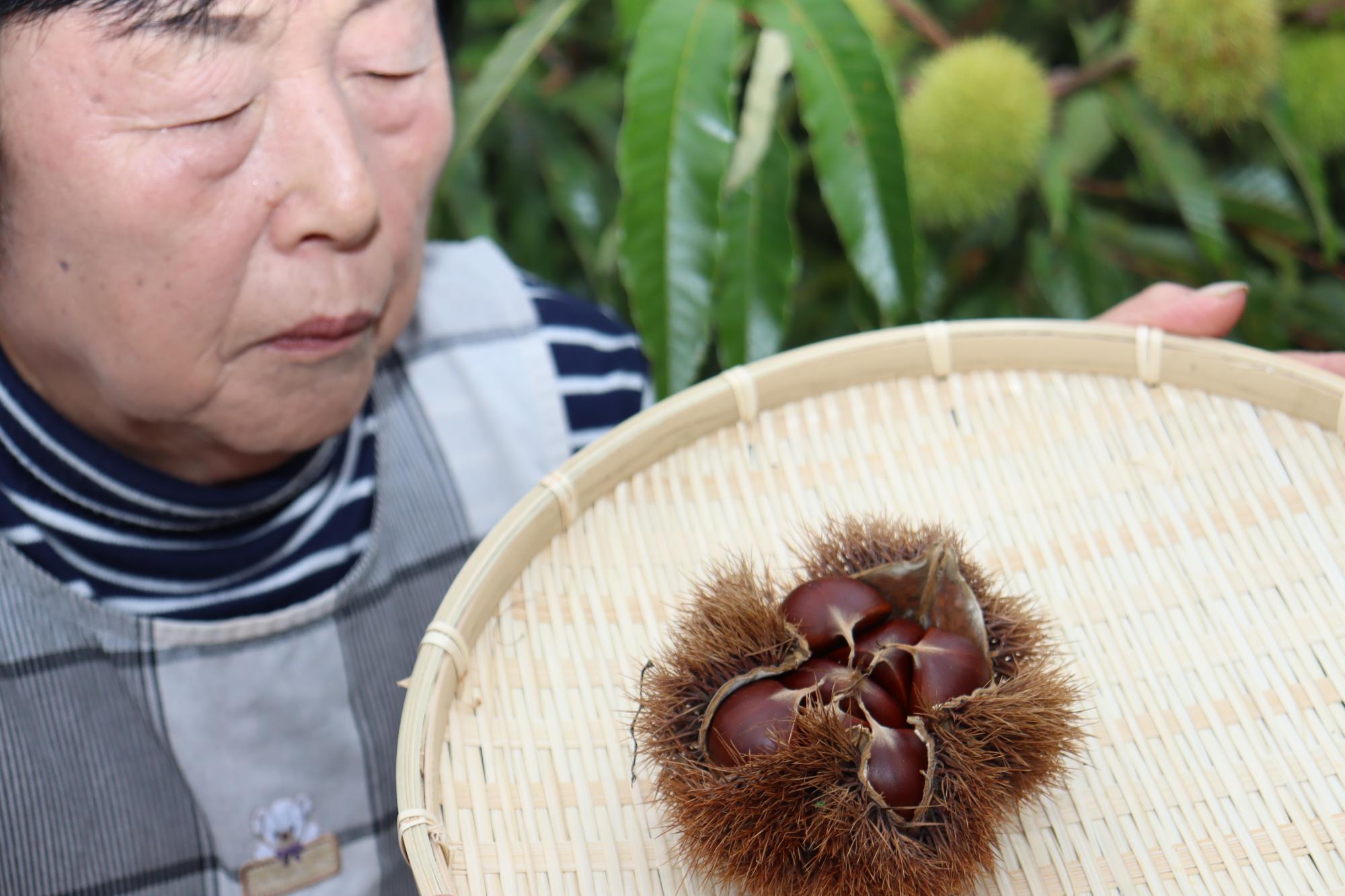 発見者の大砂さんがクリの実が7つ入ったイガが乗ったザルを手に持っている写真