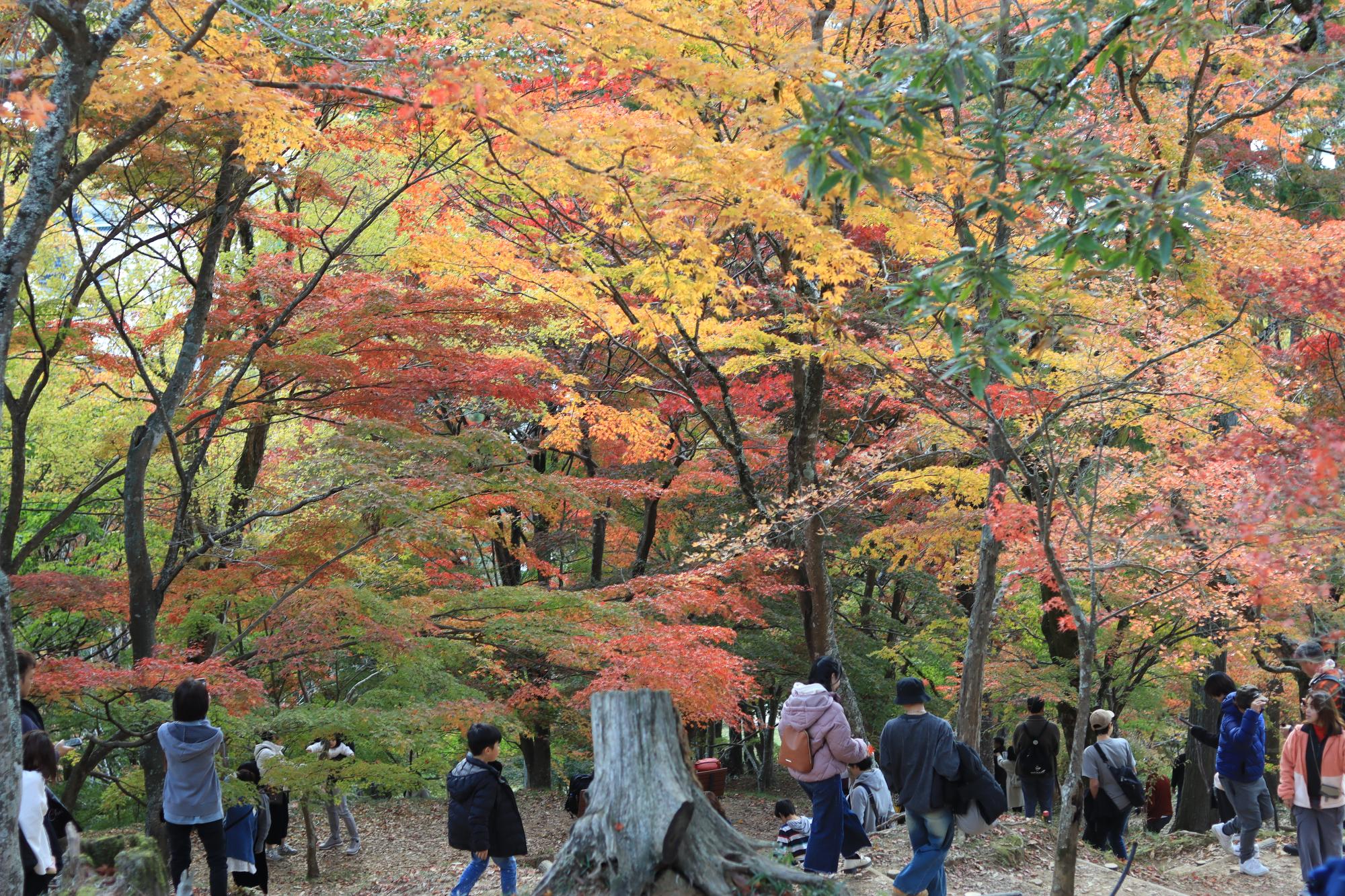 最上山公園もみじ山の紅葉した木々の下を多くの観光客が見上げたり写真をとったりしながら歩いている写真