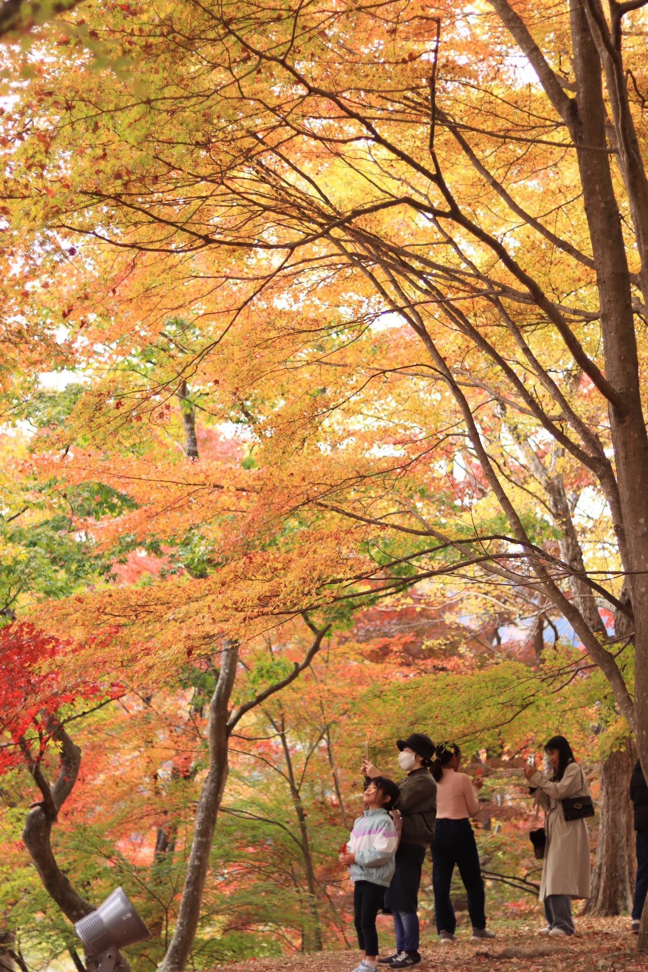 赤やオレンジに色づいた紅葉をじっと見上げている女の子や写真に残そうとスマートフォンを構えている女性など観光客がもみじ狩りを楽しんでいる写真