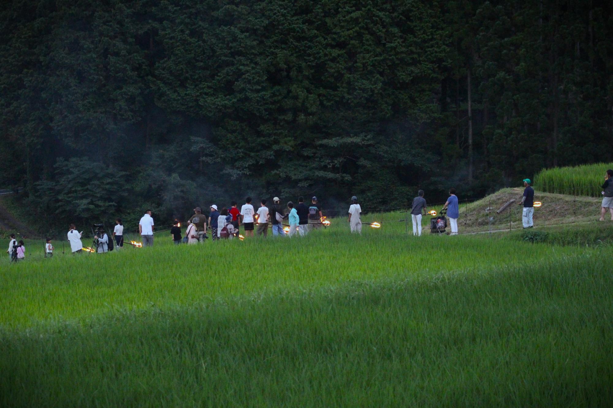 波賀町飯見の青々とした棚田の道を虫送りの参加者らがたいまつを手に一列に練り歩いている写真