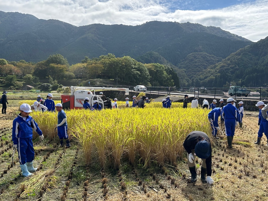 一宮北小の児童らが稲刈りをしている様子