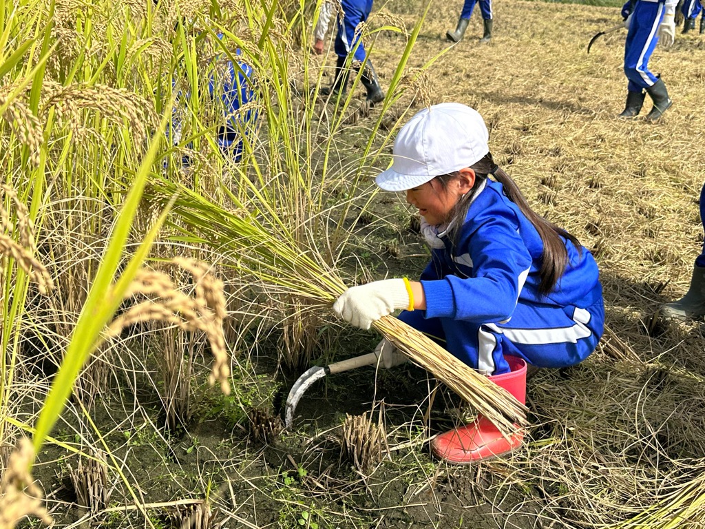一宮北小の女子児童が鎌で稲を刈っている様子