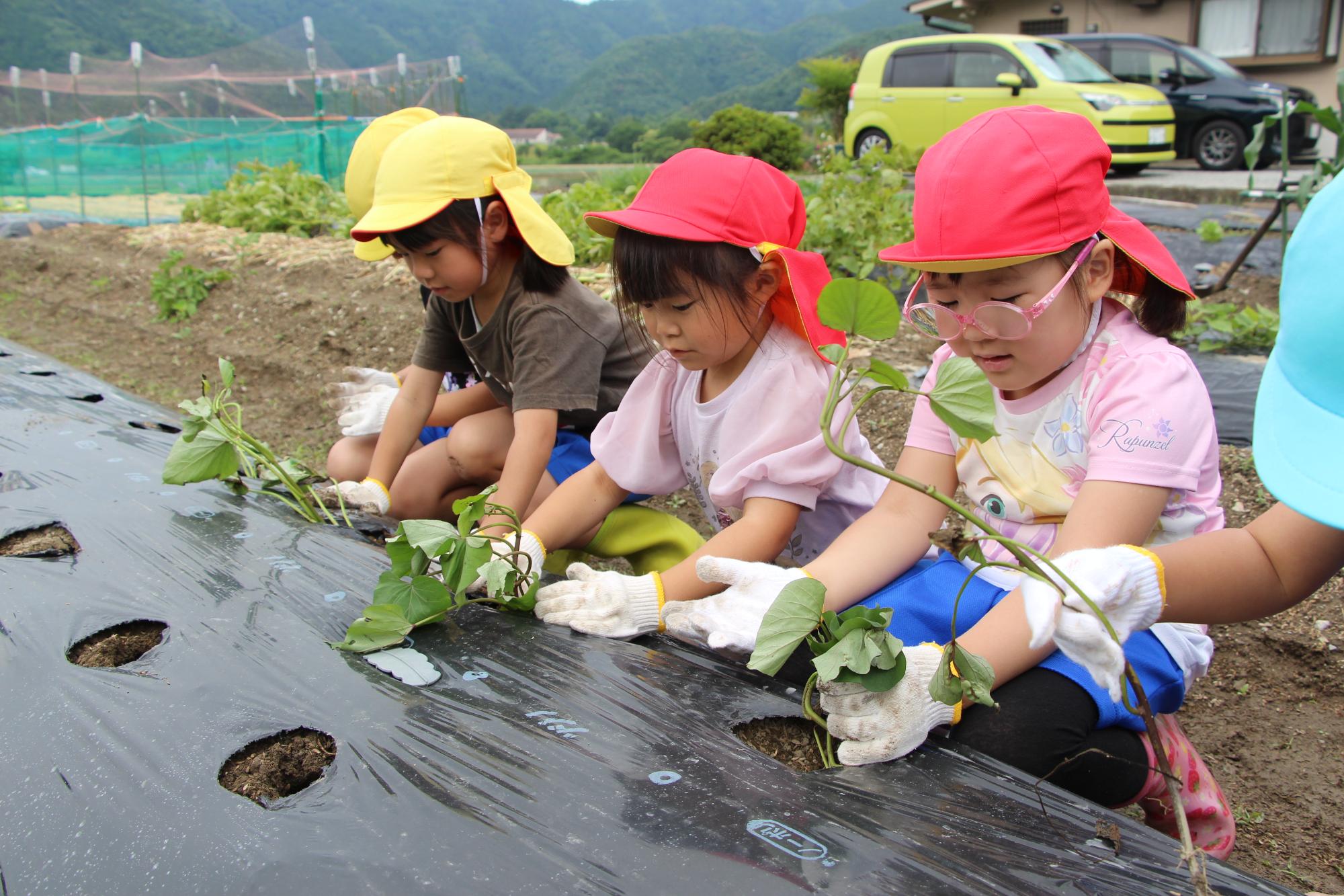6月4日：河東幼稚園 さつまいもの苗植えの画像