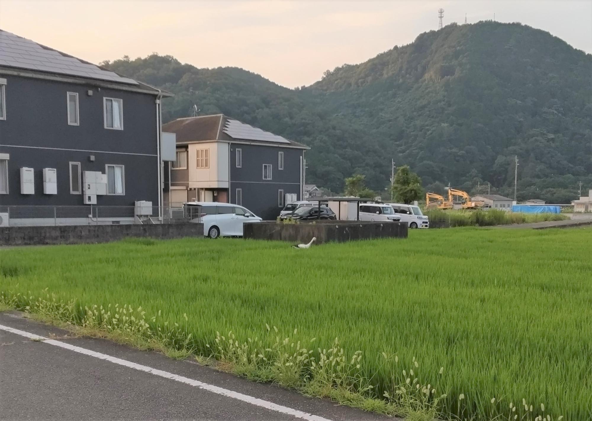 7月27日：山崎町野にコウノトリが飛来！の画像