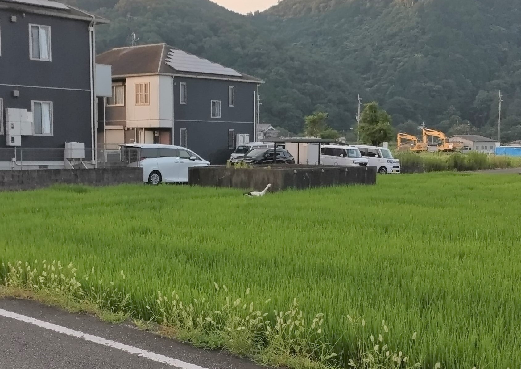 コウノトリが田んぼの中に佇む写真