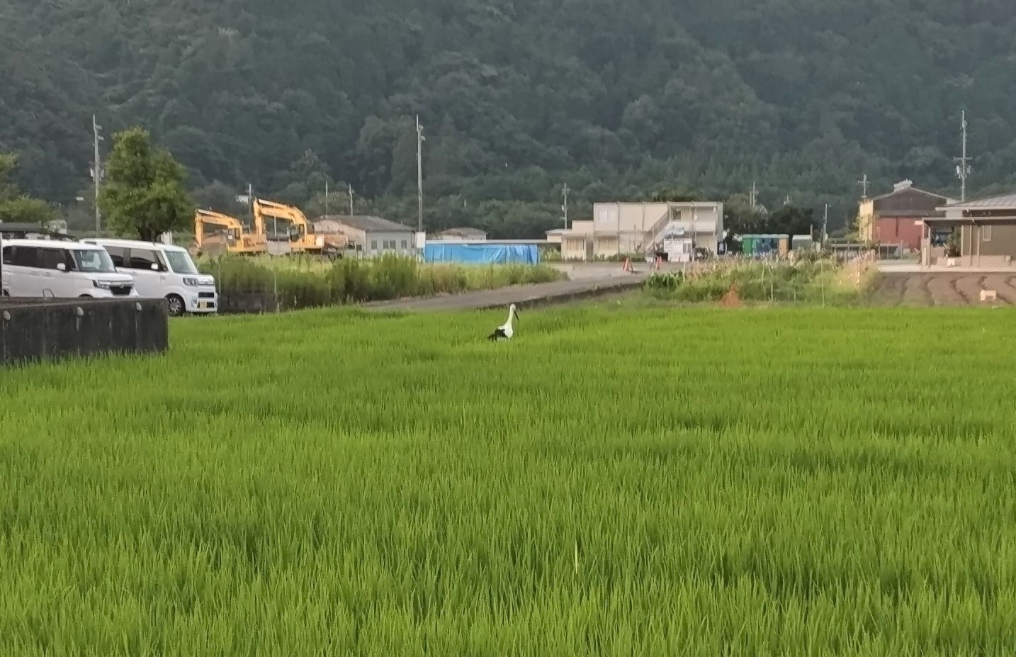 コウノトリが田んぼの中に佇む写真