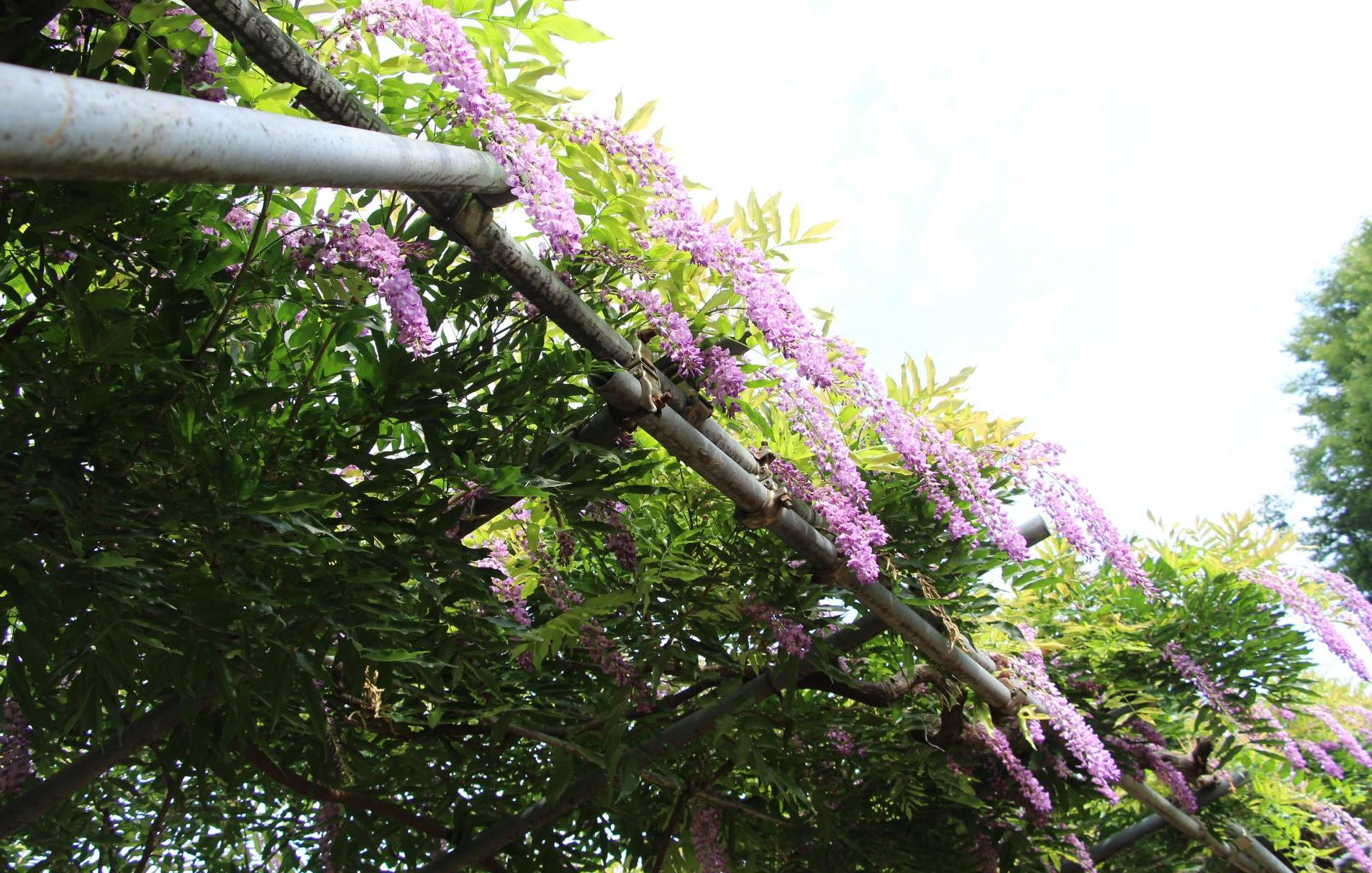 宍粟市役所横の夢公園の藤棚に季節外れのフジの花が咲いている写真