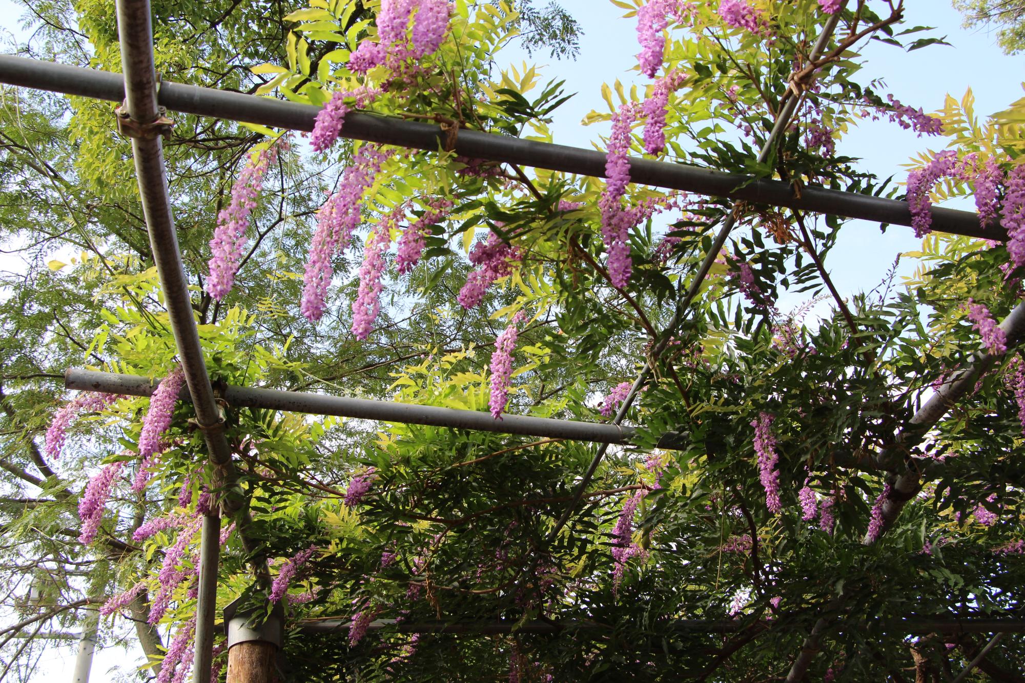 7月30日：藤が開花 夢公園で夏のサプライズの画像