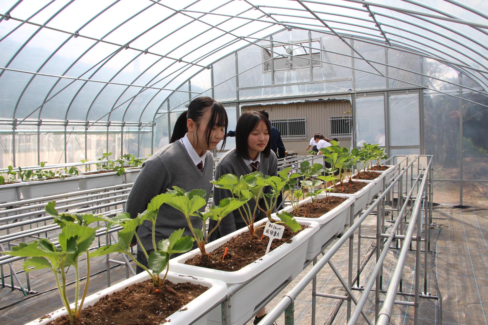 苗植えをした二人の学生が苗を見ている姿