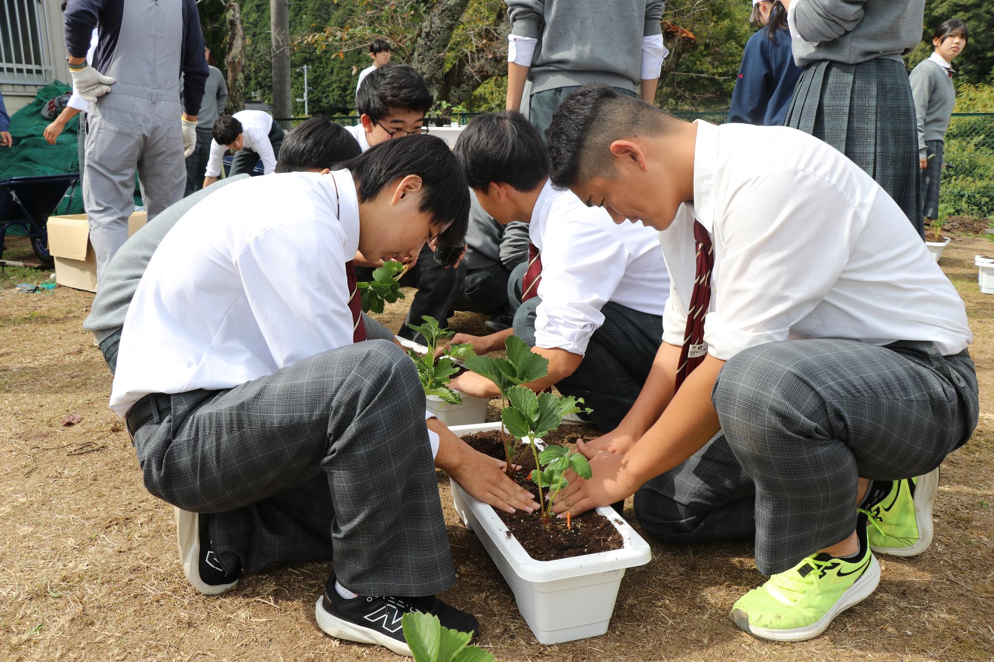 10月16日：千種高校でイチゴの苗植えを実施の画像
