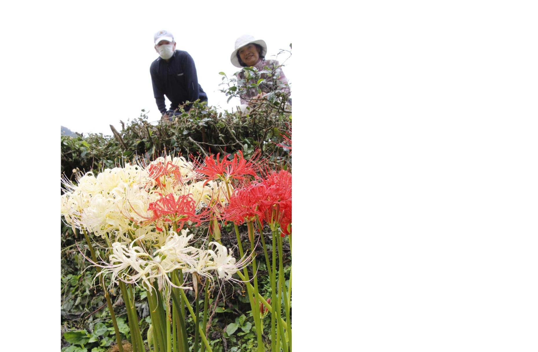 田んぼのあぜに咲いている白と赤の彼岸花の写真