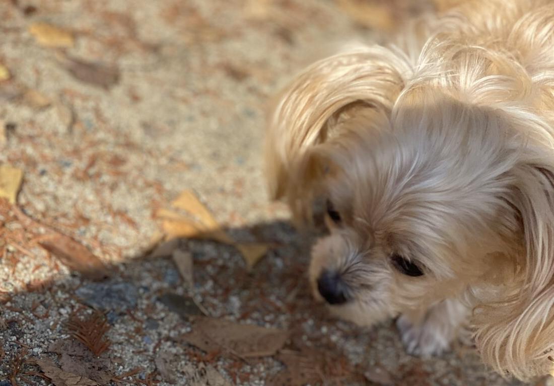 落ち葉の上を歩くブロンドの毛色の犬の写真