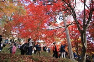 最上山もみじ祭りで一面朱色にそまった紅葉の写真を撮っている参加者の写真