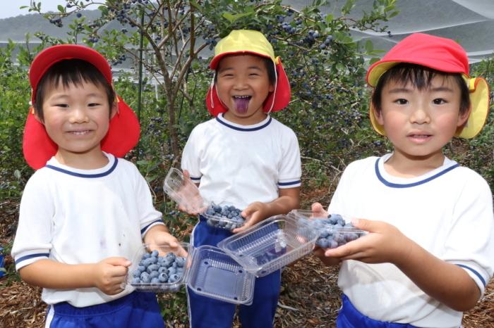 体操着を着た園児3人が手積みしたブルーベリーをカメラに向け、中央の子が青くなった下を笑顔で見せている写真