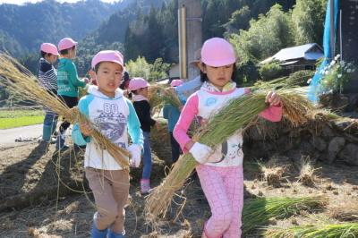 刈った稲を運ぶ園児たちの写真