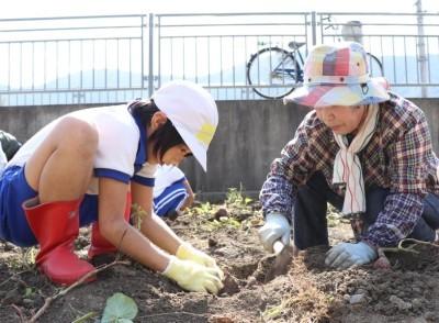 老人クラブの女性と一緒にそっと土を掘る園児の写真