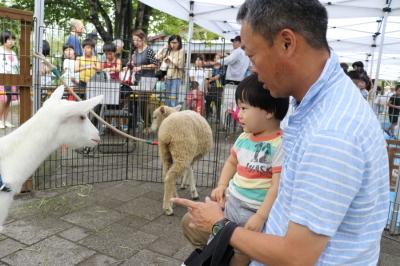 うす茶色の羊と白ヤギを見る子どもと付き添いの男性の写真
