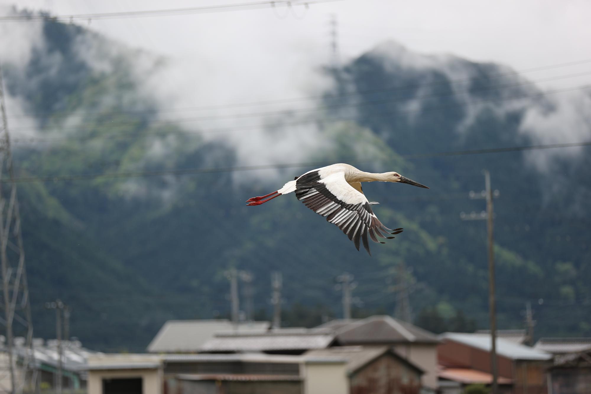 コウノトリが羽を広げて飛んでいる写真