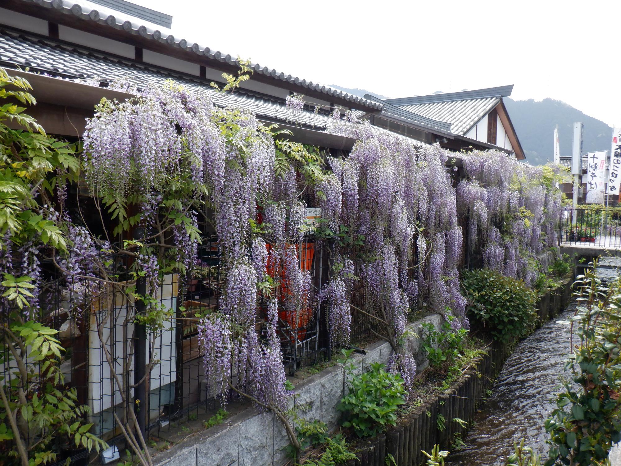 施設を囲むネット状の柵に沿って藤の花がいくつも咲いている写真