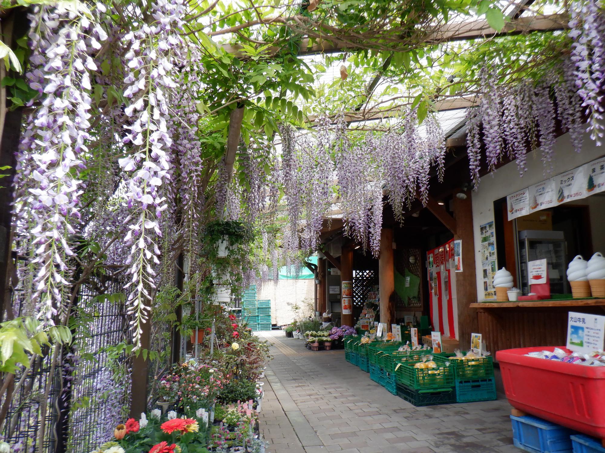 店頭の販売スペースの屋根から花をつけた藤の房がいくつも垂れ下がっている写真