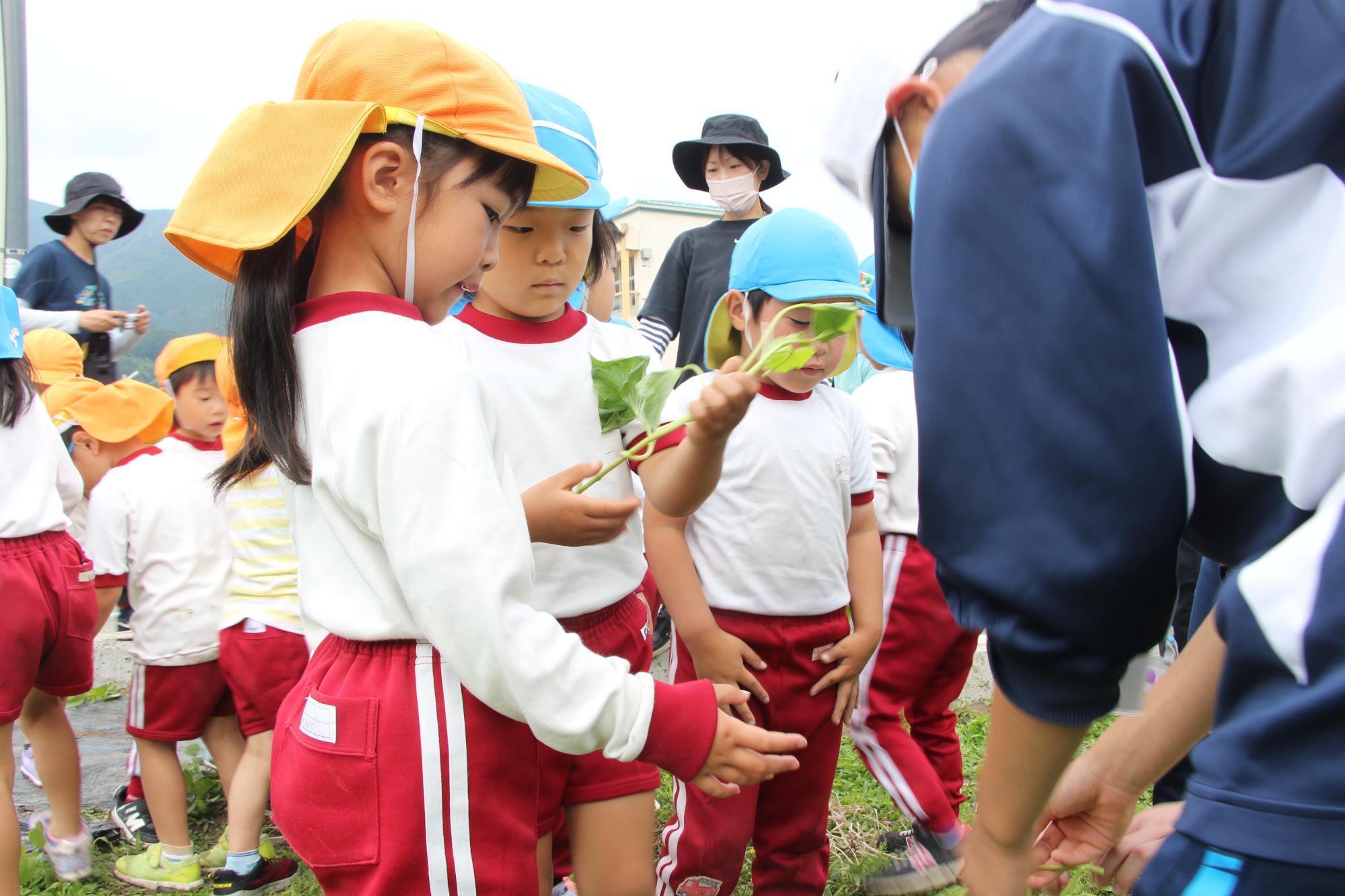 園で就業体験をしている中学生からさつまいもの苗を受け取る園児の写真