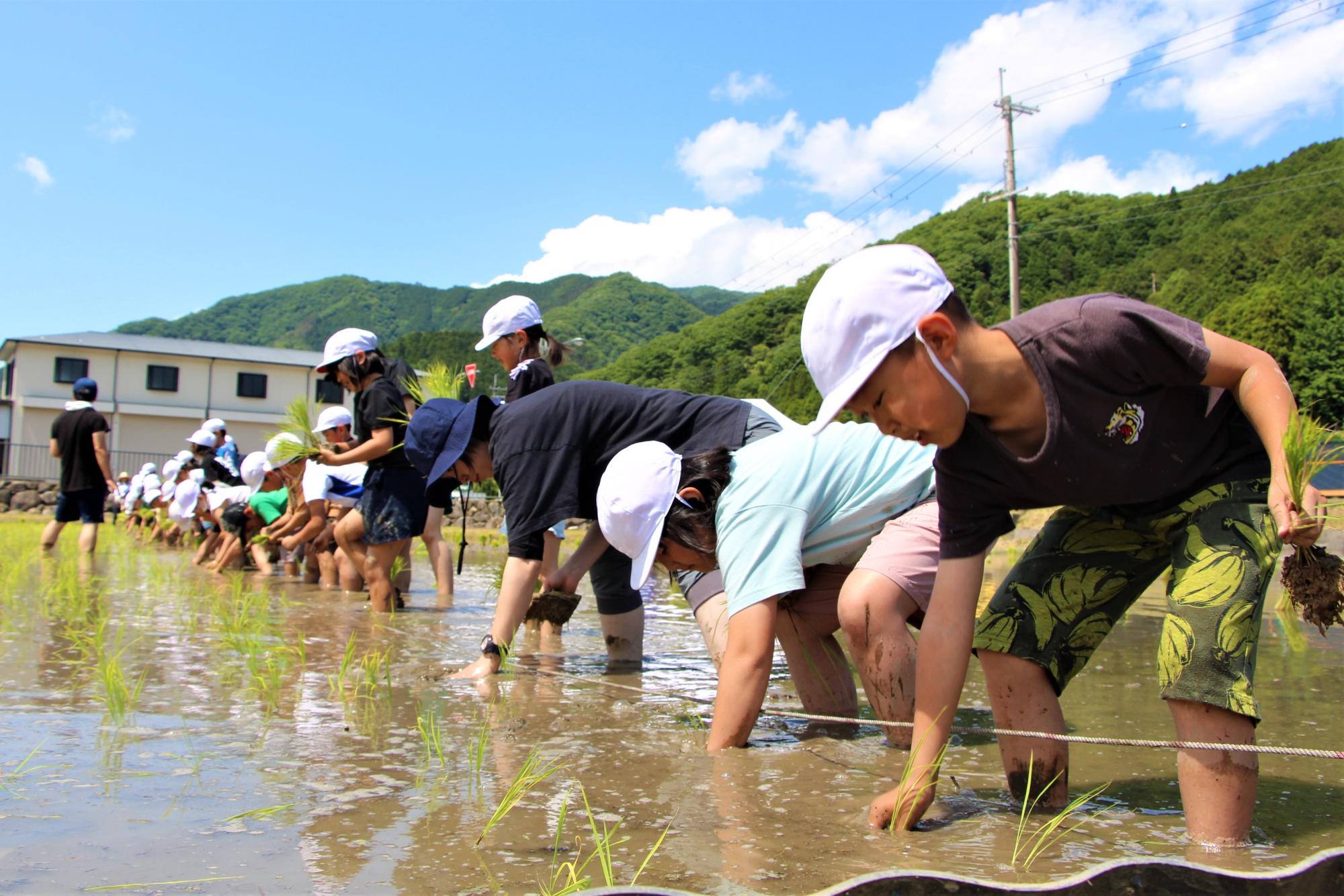 一宮北小学校の児童らが裸足で水田に入り、一列に並んで苗を手植えしている写真