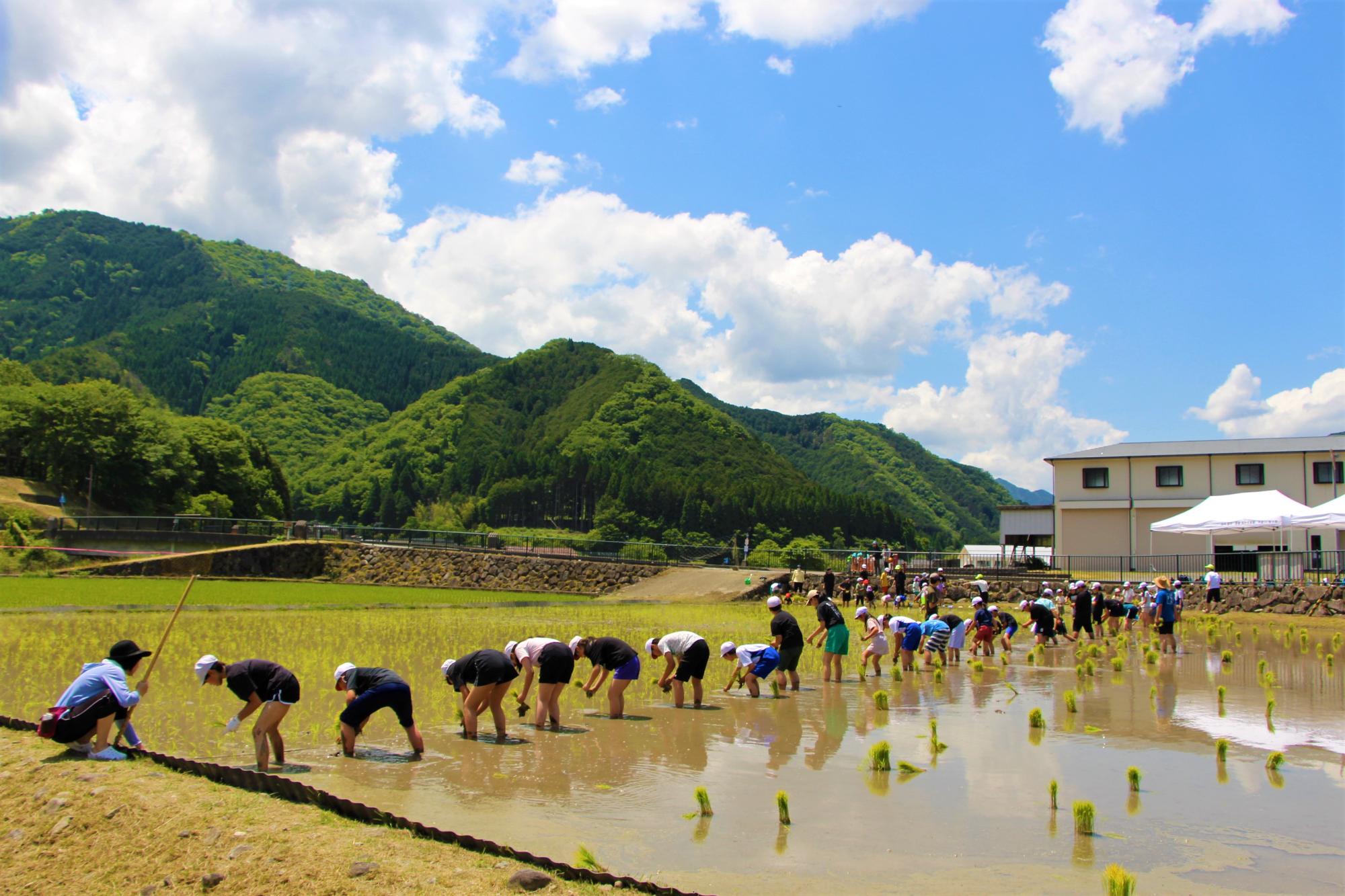 一宮北小学校の児童らが裸足で水田に入り、一列に並んで苗を手植えしているのを遠目から撮影した写真