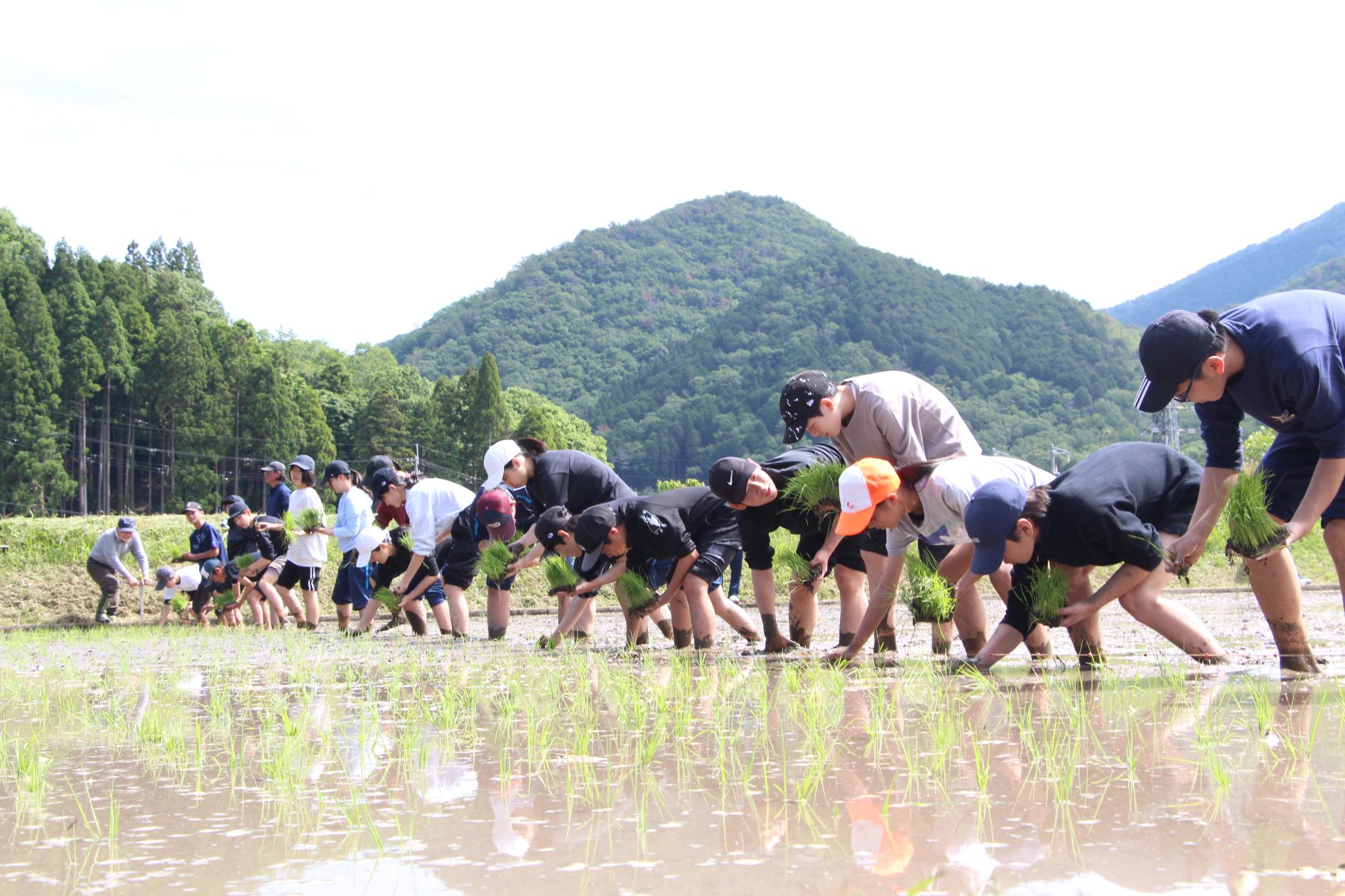 生徒が一列に並んで苗を植える様子