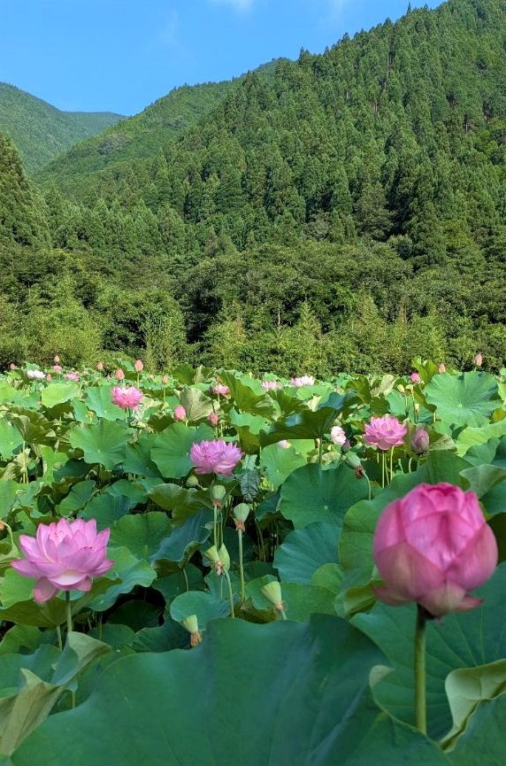 7月23日：朝露に濡れてかがやくハスの花の画像