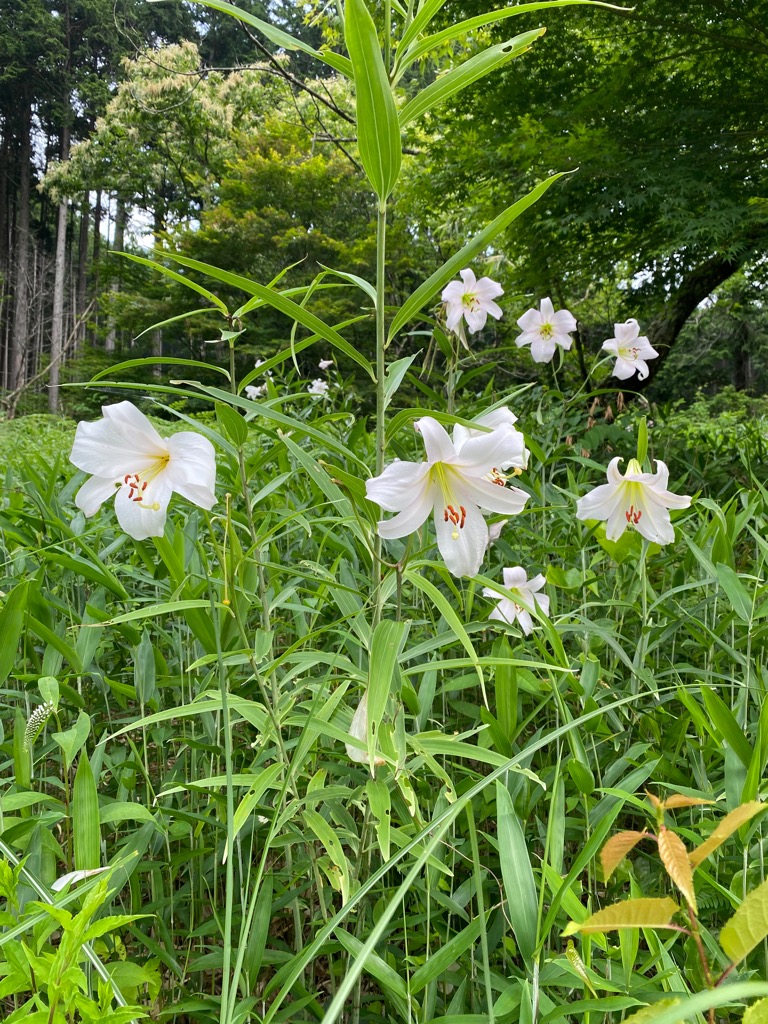 山すそに咲くササユリの写真