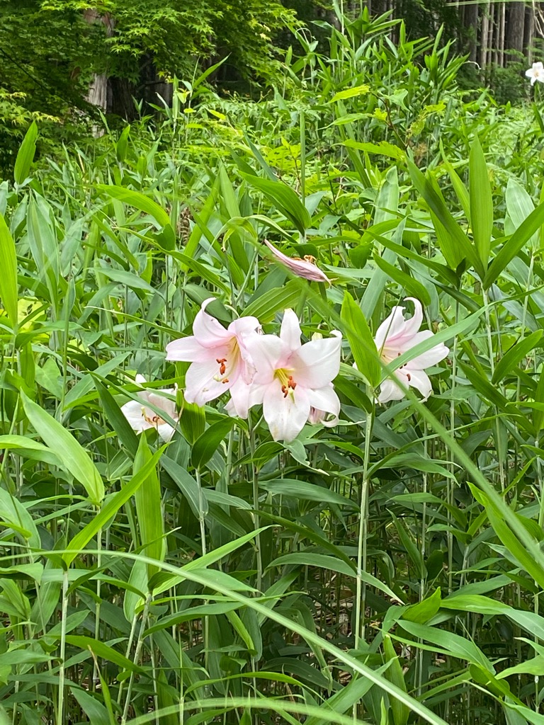 山すそに咲くササユリの写真