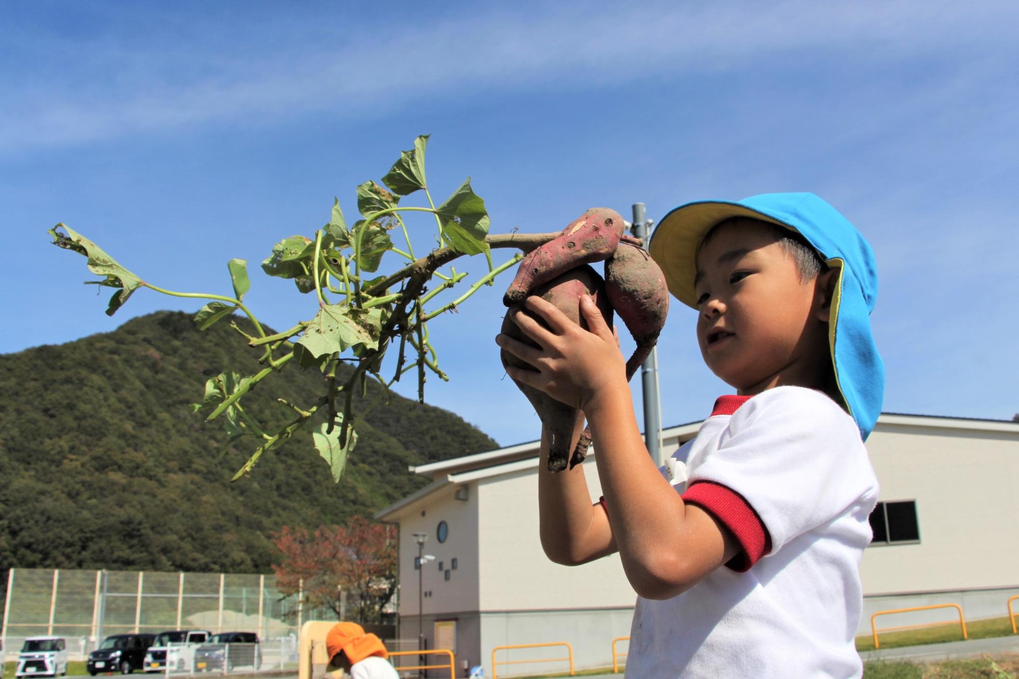 自分で掘った芋を観察する園児の写真