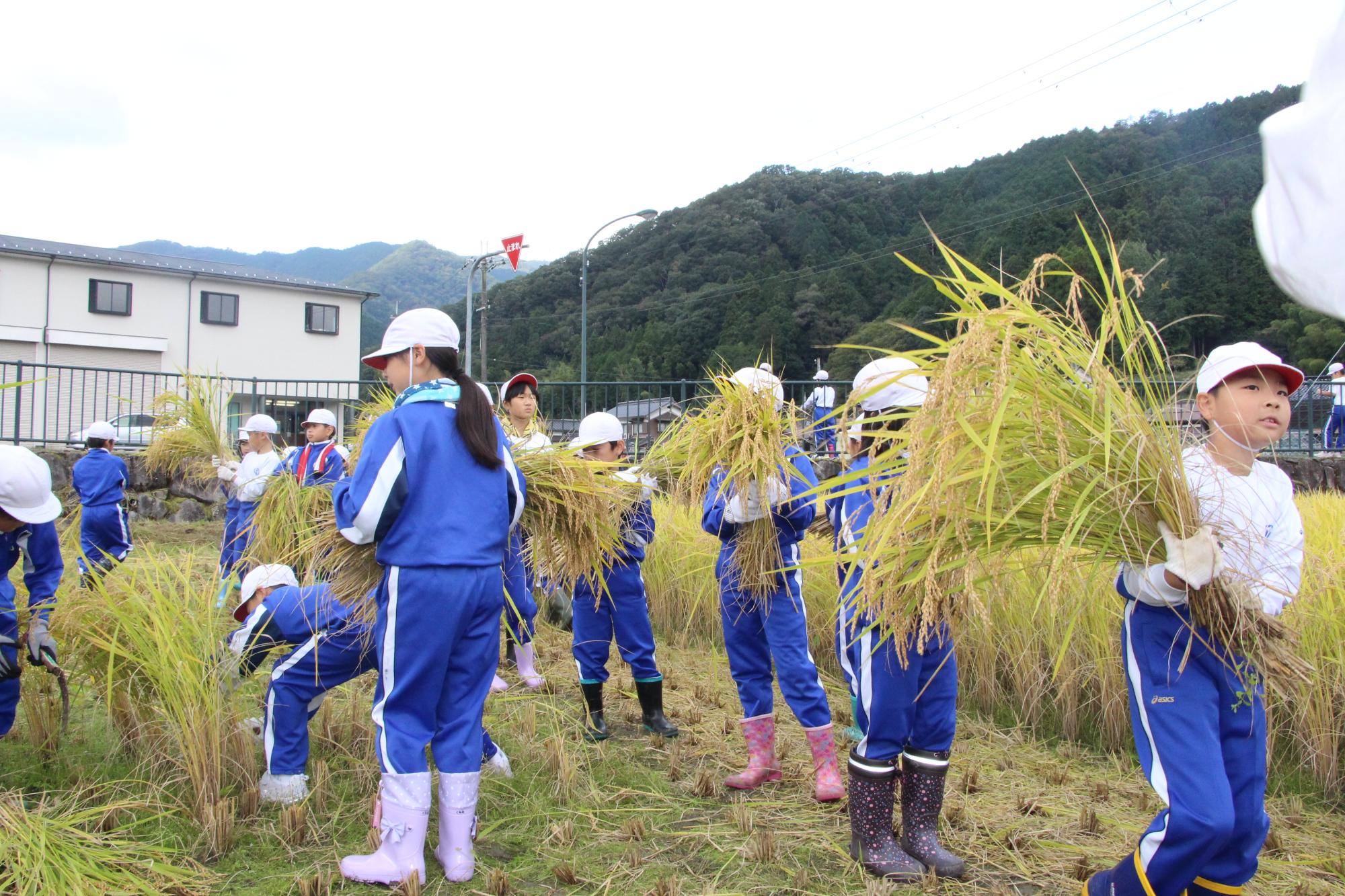 一宮北小学校の児童らがたわわに実った稲穂を運んでいる写真