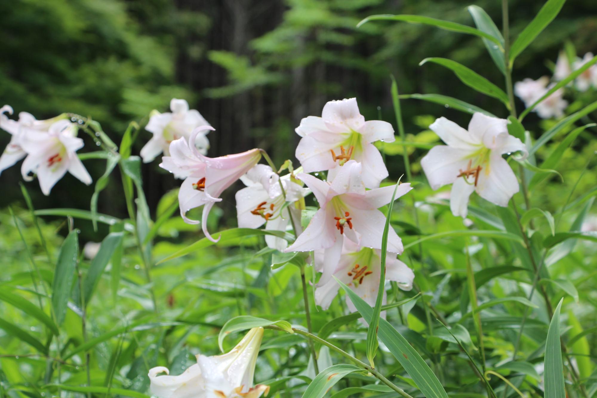 山すそのササユリ群生地で淡いピンクや白い花が一面に咲いている写真