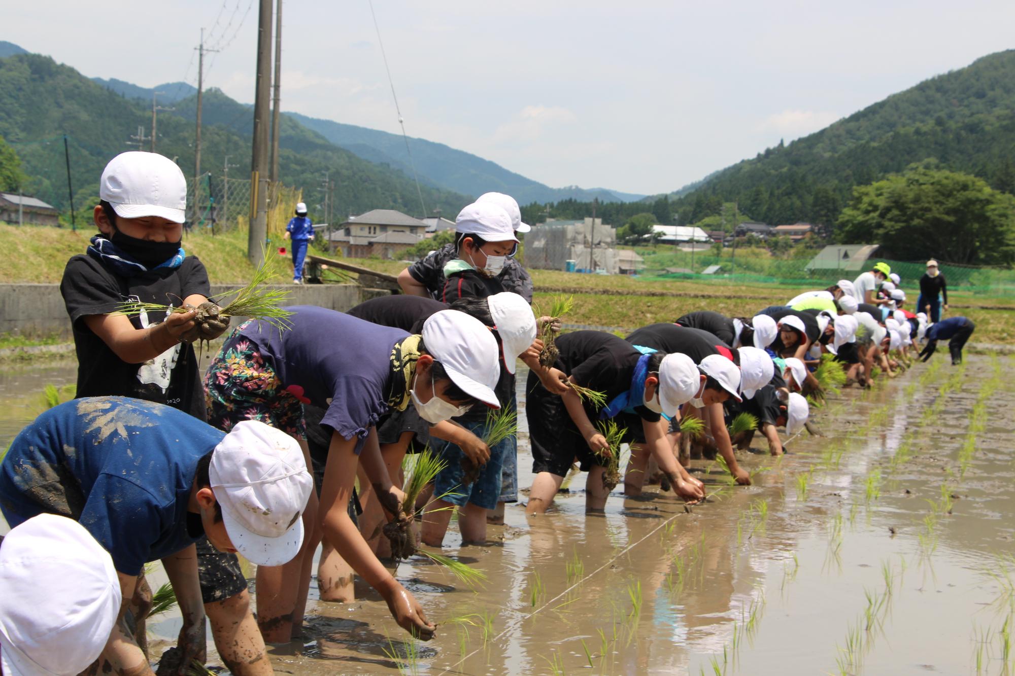 水田の中で横一列に並びイネの苗を植える一宮北小学校の児童ら