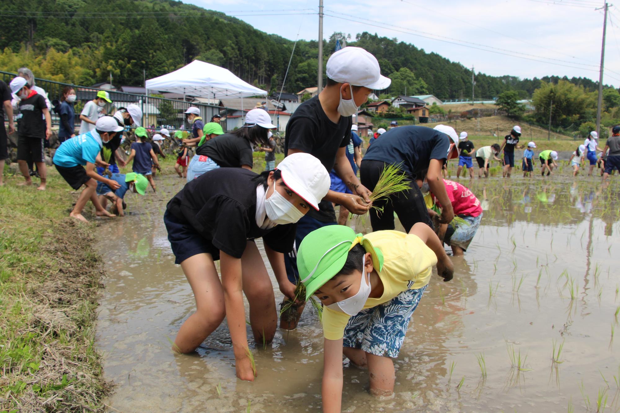 一宮北学園の児童と一宮北こども園の園児が水田の中で一緒にイネの苗を植えている写真