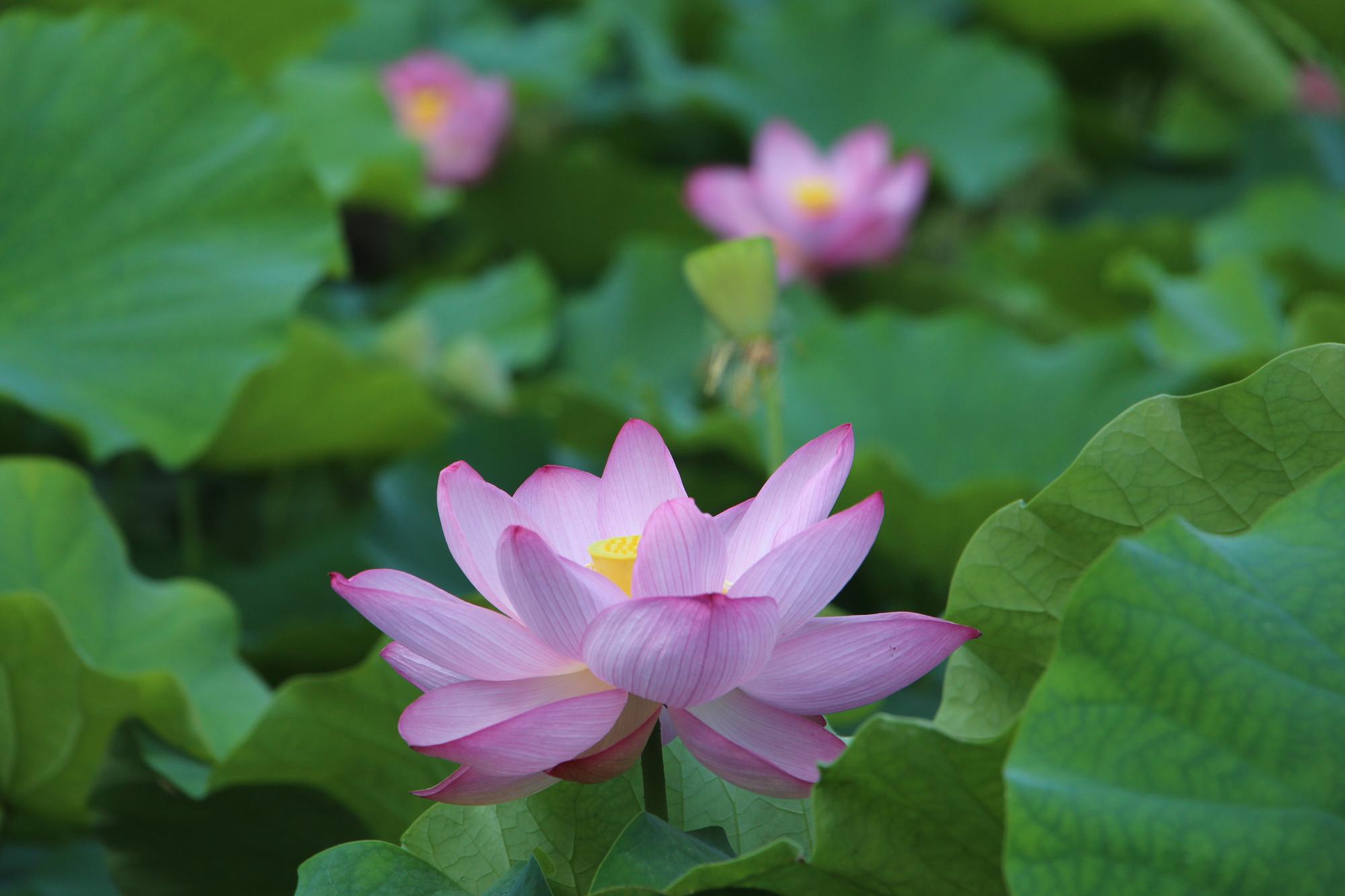 池できれいに咲く蓮の花の写真